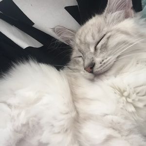 Meet your Posher, Amani